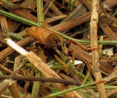 Asilus crabroniformis