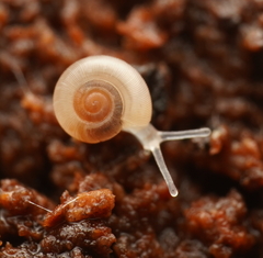 Bonhamaropa erskinensis