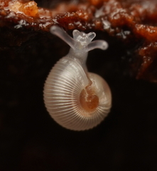 Meredithena dandenongensis