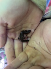 Desmognathus ochrophaeus