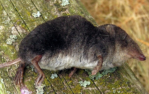 Eurasian Water Shrew
