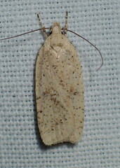 Agonopterix assimilella