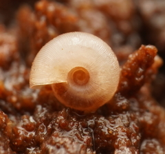 Bonhamaropa erskinensis