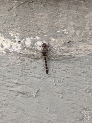 Bradinopyga geminata