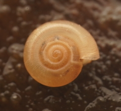 Bonhamaropa erskinensis