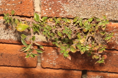 Parietaria judaica