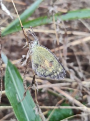 Colotis amata