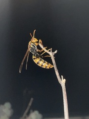 Polistes jokahamae