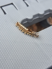 Lymantriinae