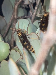 Polistes jokahamae