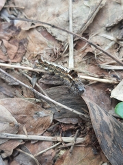 Lymantriinae