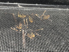Polistes jokahamae
