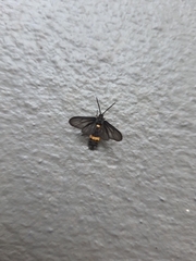 Psichotoe duvaucelii