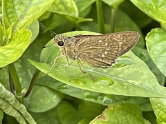 Pelopidas mathias