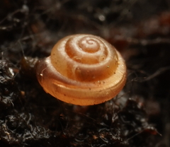 Punctidae