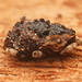 Poropterus rubeter - Photo (c) Bruno Bell, algunos derechos reservados (CC BY-NC), uploaded by Bruno Bell
