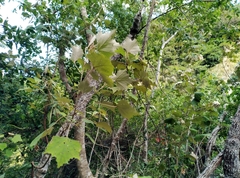 Mallotus paniculatus formosanus