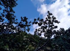 Mallotus paniculatus formosanus
