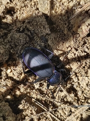 Carabus violaceus