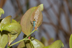 Oedemeridae