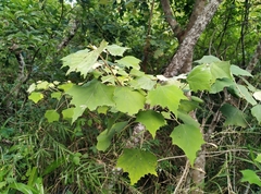 Mallotus paniculatus formosanus