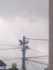 Streptopelia decaocto