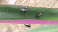 Chrysomya megacephala