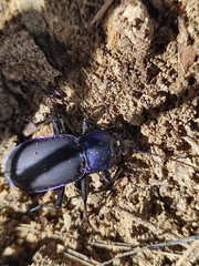 Carabus violaceus