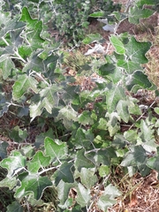 Populus alba