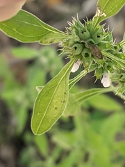 Chaiturus marrubiastrum