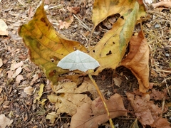 Campaea margaritaria