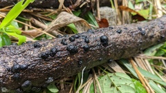 Annulohypoxylon truncatum