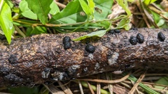 Annulohypoxylon truncatum