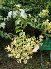 Lagerstroemia subcostata