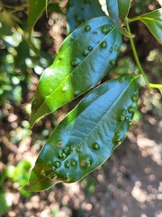 Cryptocarya chinensis