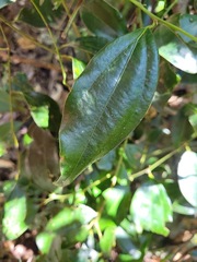Cryptocarya chinensis