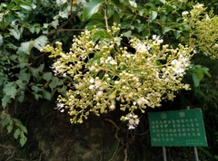 Lagerstroemia subcostata