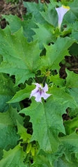 Datura
