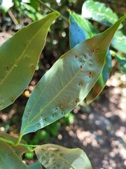 Cryptocarya chinensis