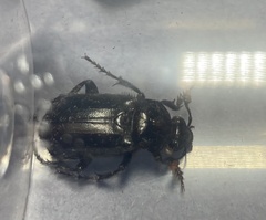 Nicrophorus humator