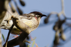 Anthochaera carunculata