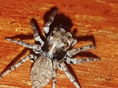 Tusitala