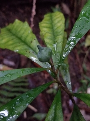 Eupomatia bennettii