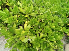 Scaevola taccada