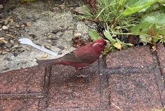 Carpodacus formosanus