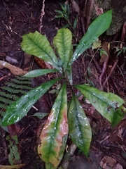 Eupomatia bennettii
