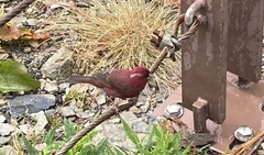 Carpodacus formosanus