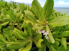 Scaevola taccada