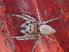 Tusitala