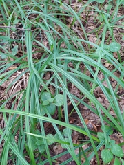 Carex pilosa
